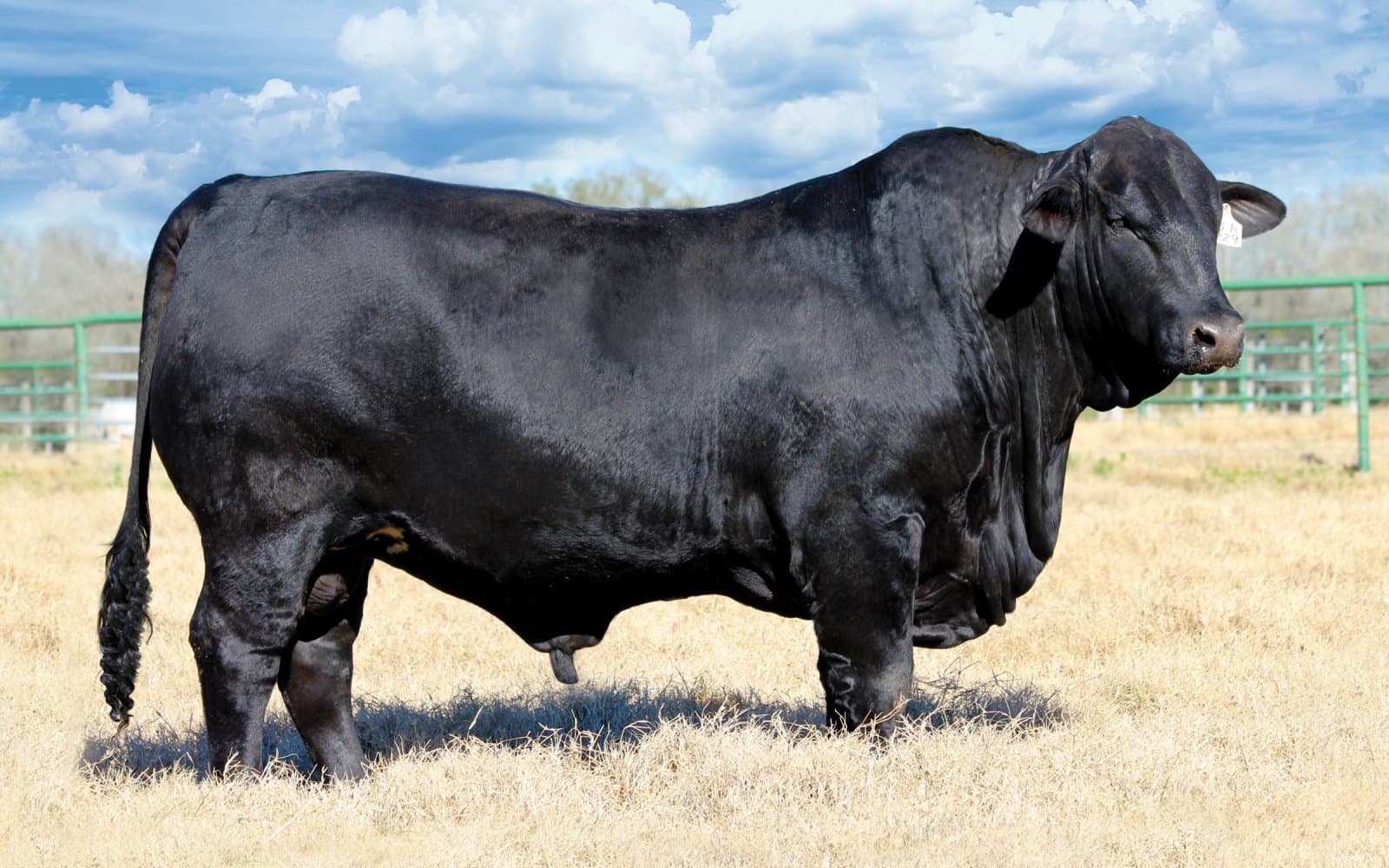 Black Profit FIV