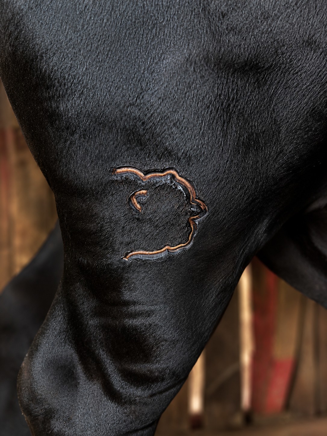 Marca de registro em bovino Brangus